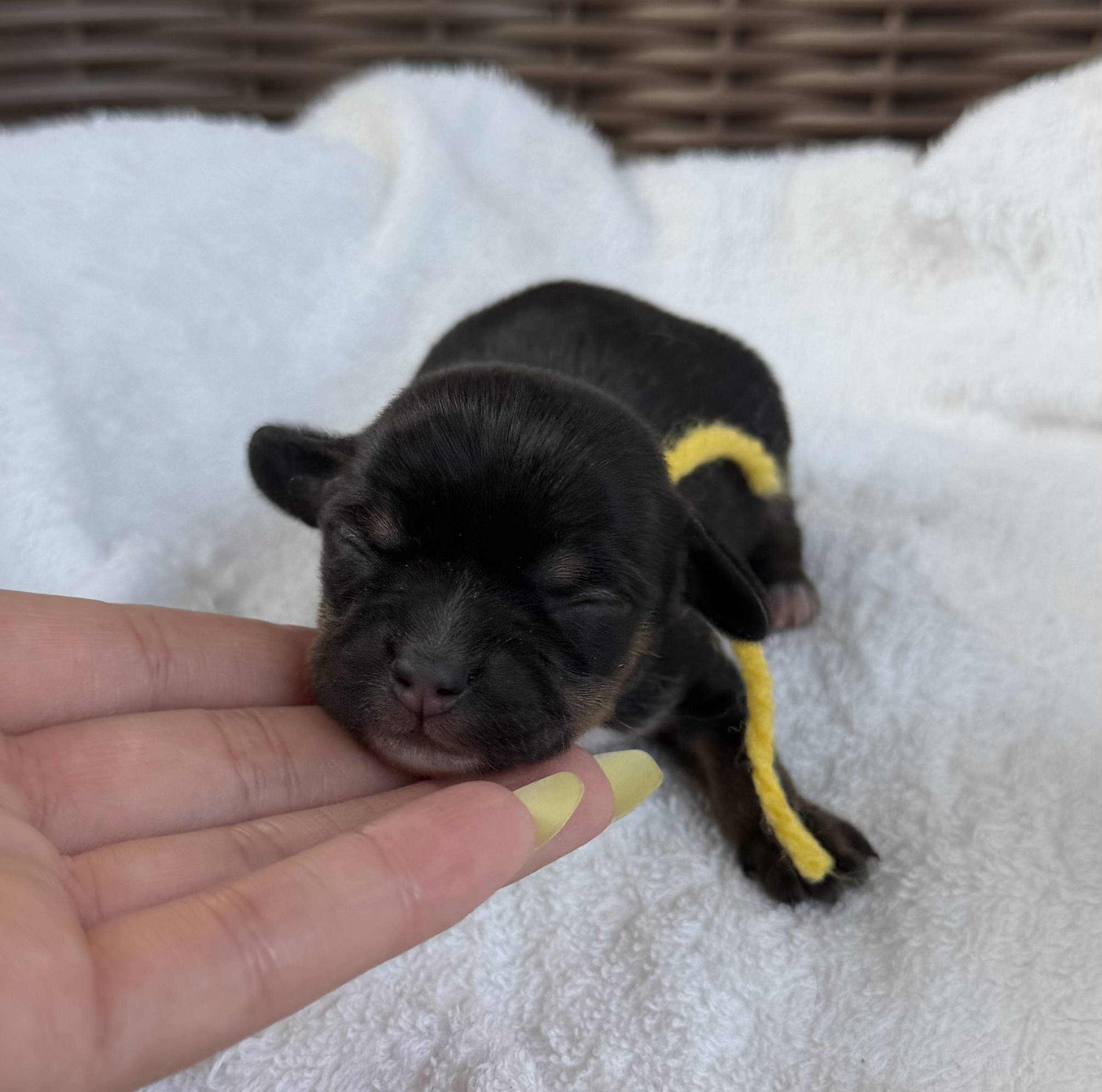 チワックス　メス　黄色リボン