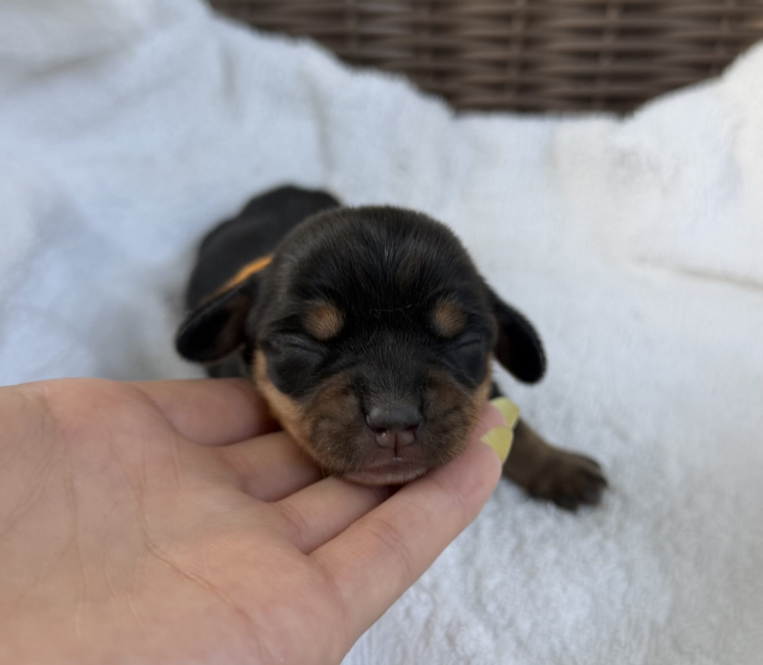 チワックス　メス　オレンジリボン