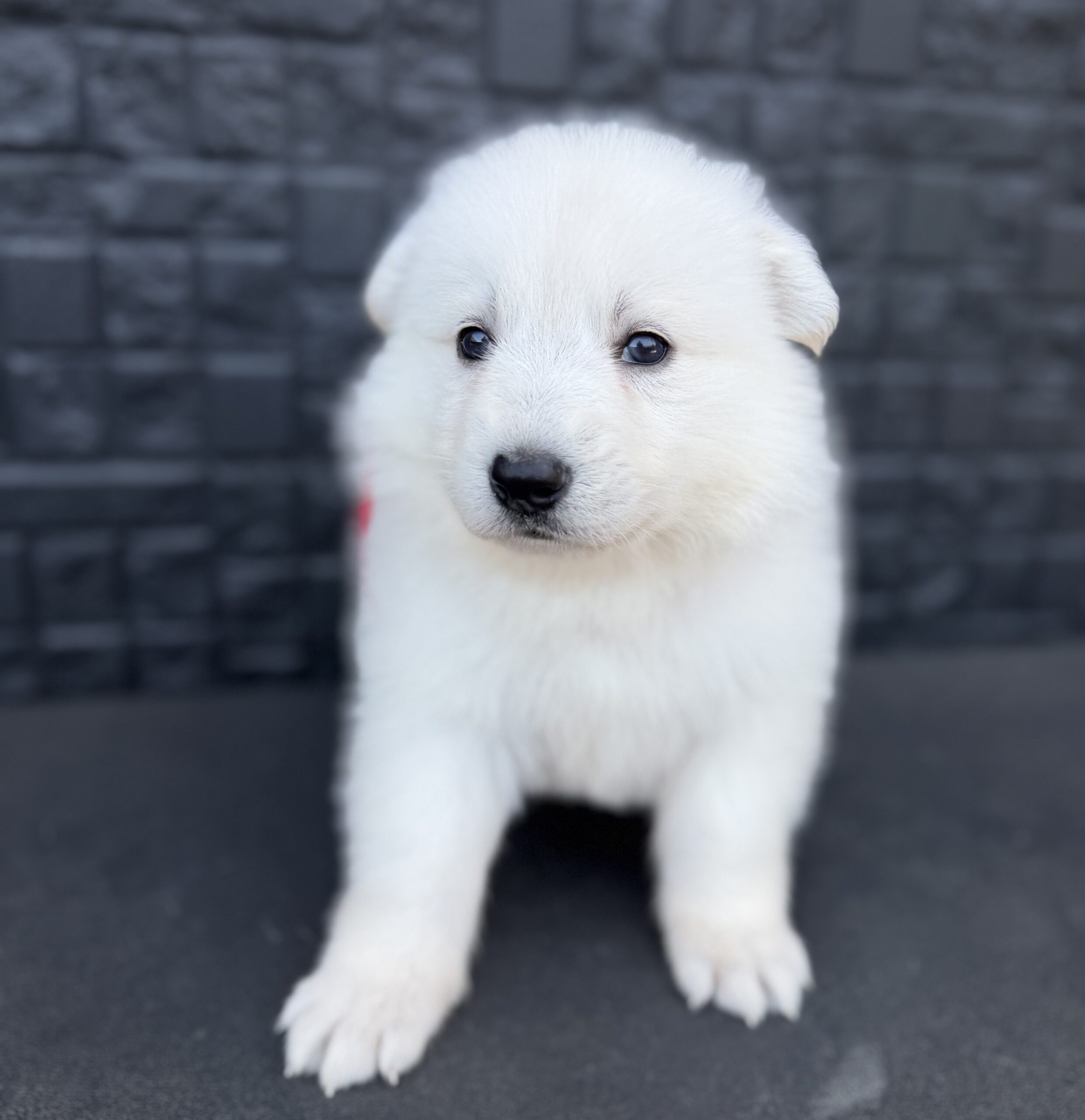 ホワイトシェパード　赤リボン