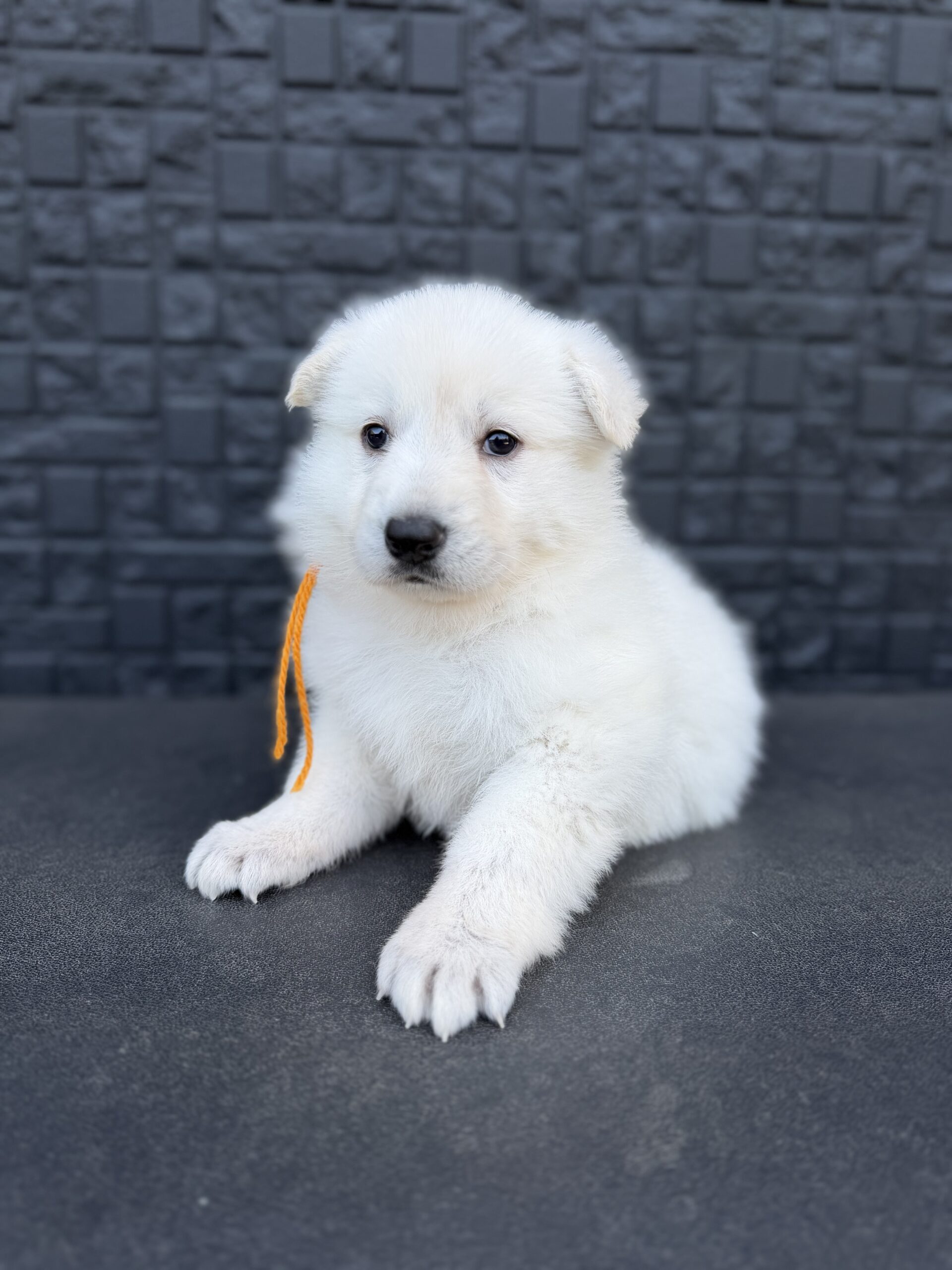 ホワイトシェパード　オレンジリボン　