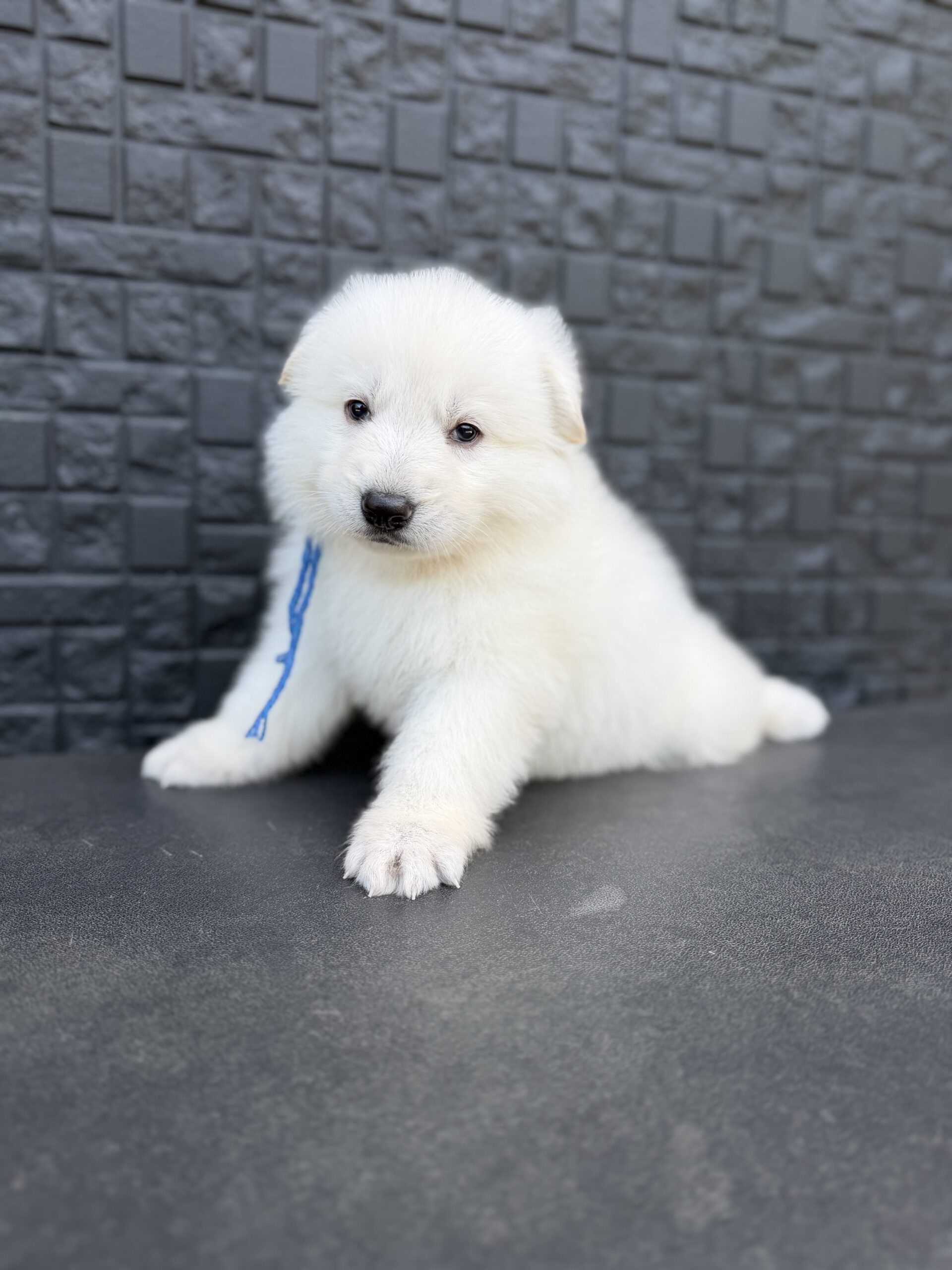 ホワイトシェパード　青リボン