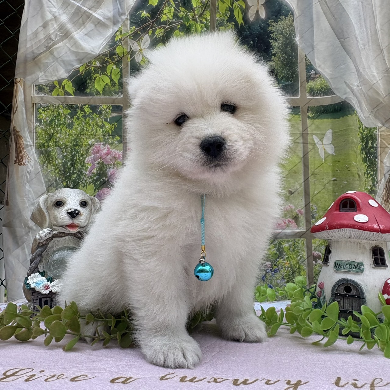 サモエド　水色リボン　メス