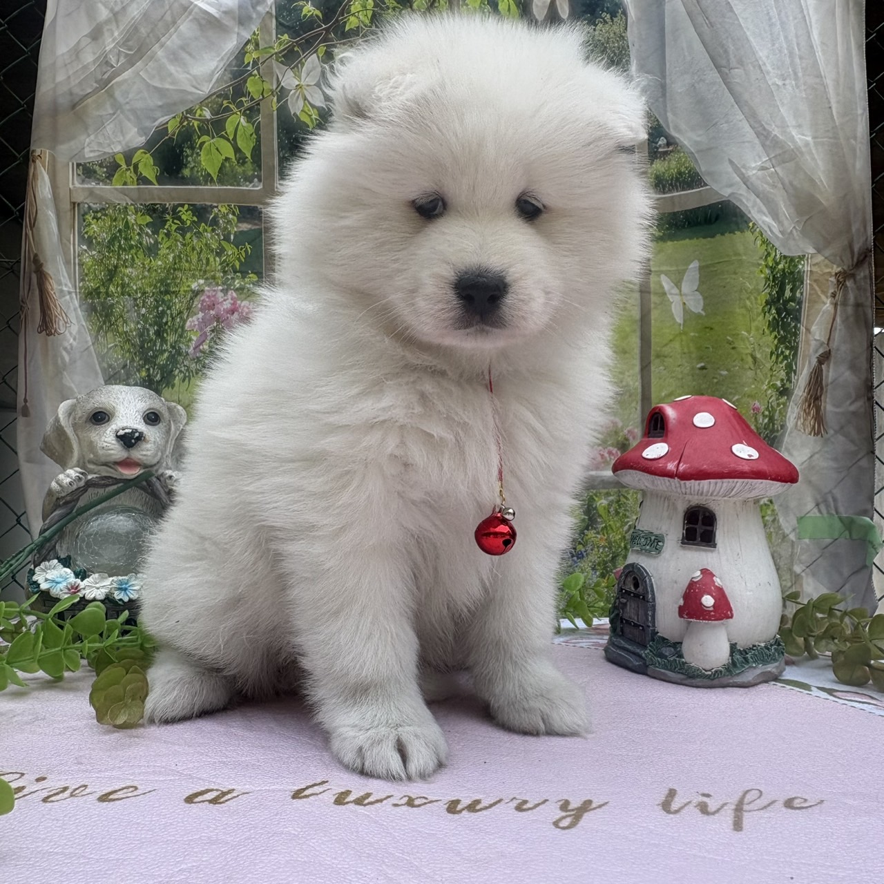 サモエド　赤リボン　メス