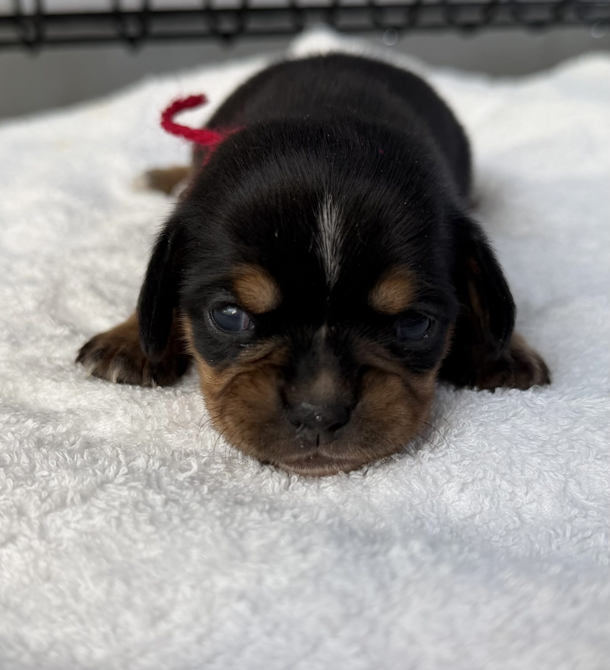 チワックス　メス　赤リボン