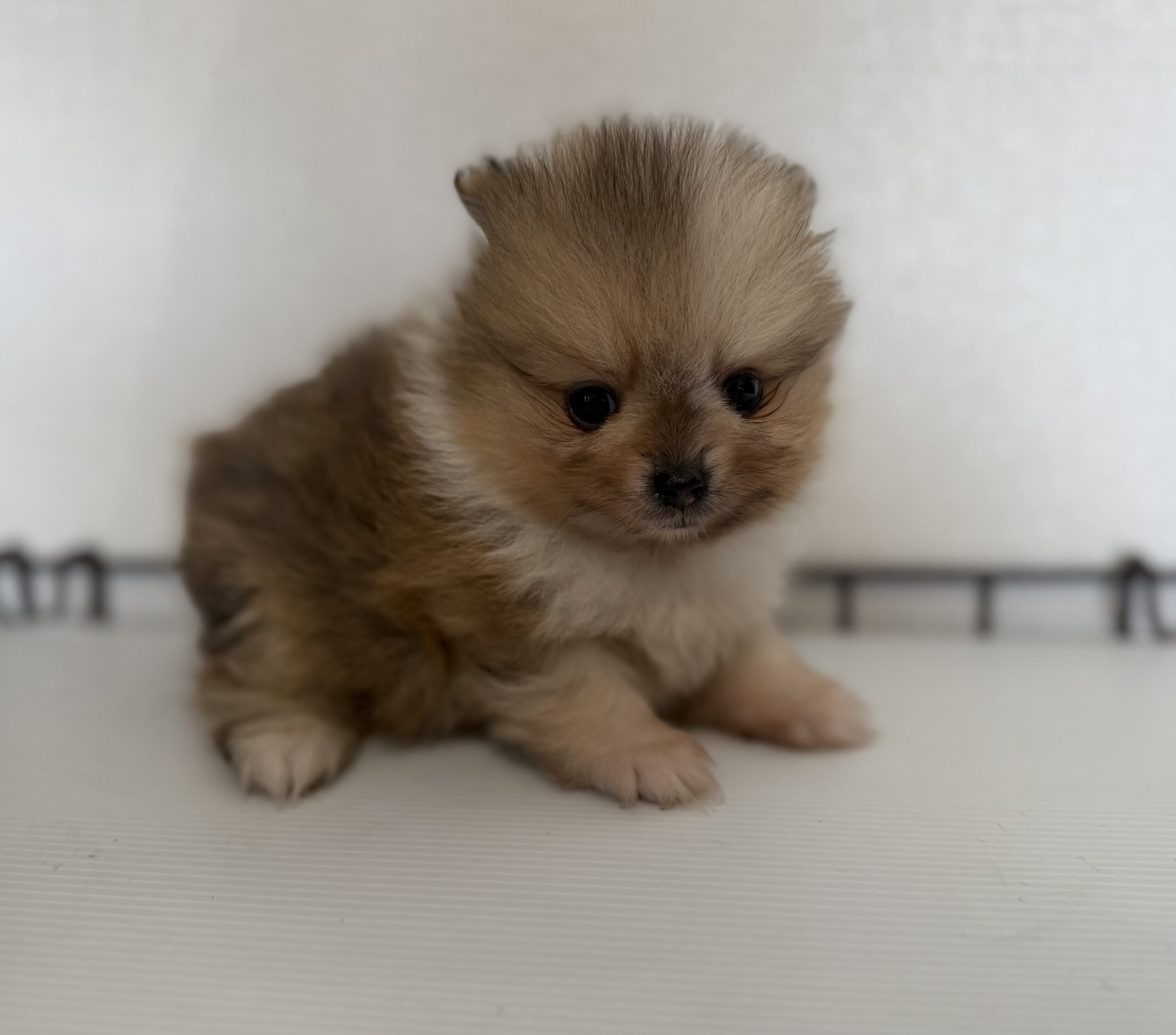 ポメラニアン　パーティー