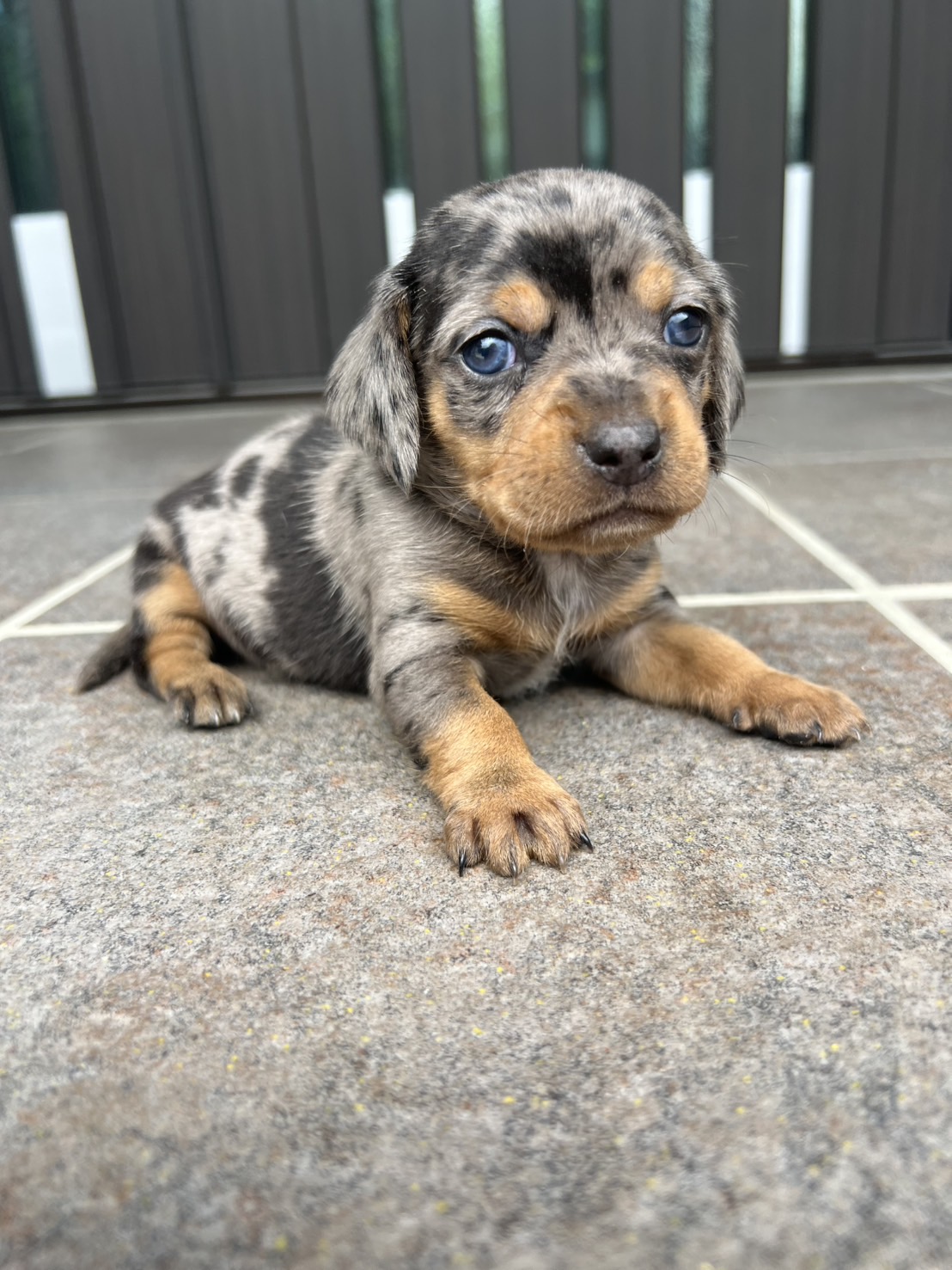 チワックス　シルバーダップル