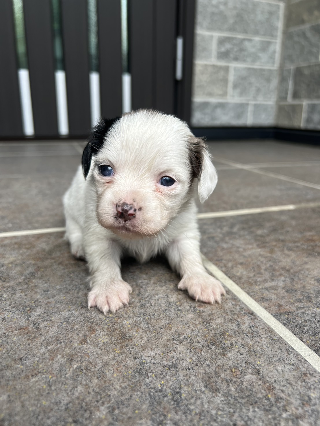 チワックス　パーティー　メス