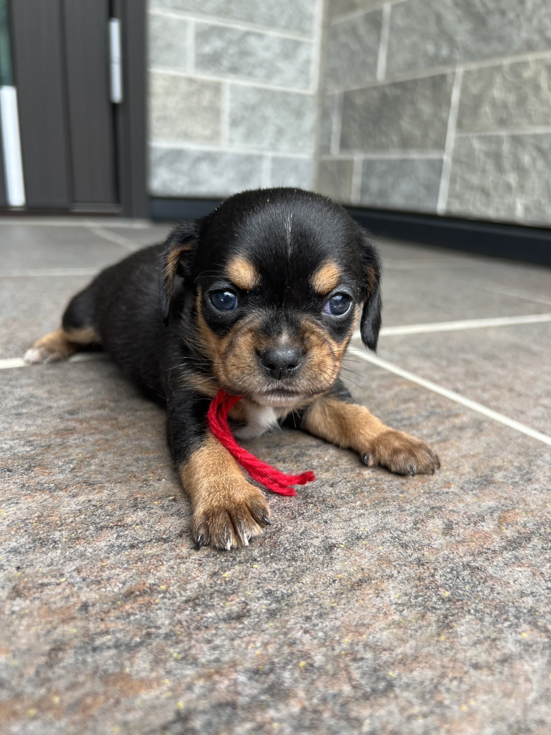 チワックス　メス　赤リボン