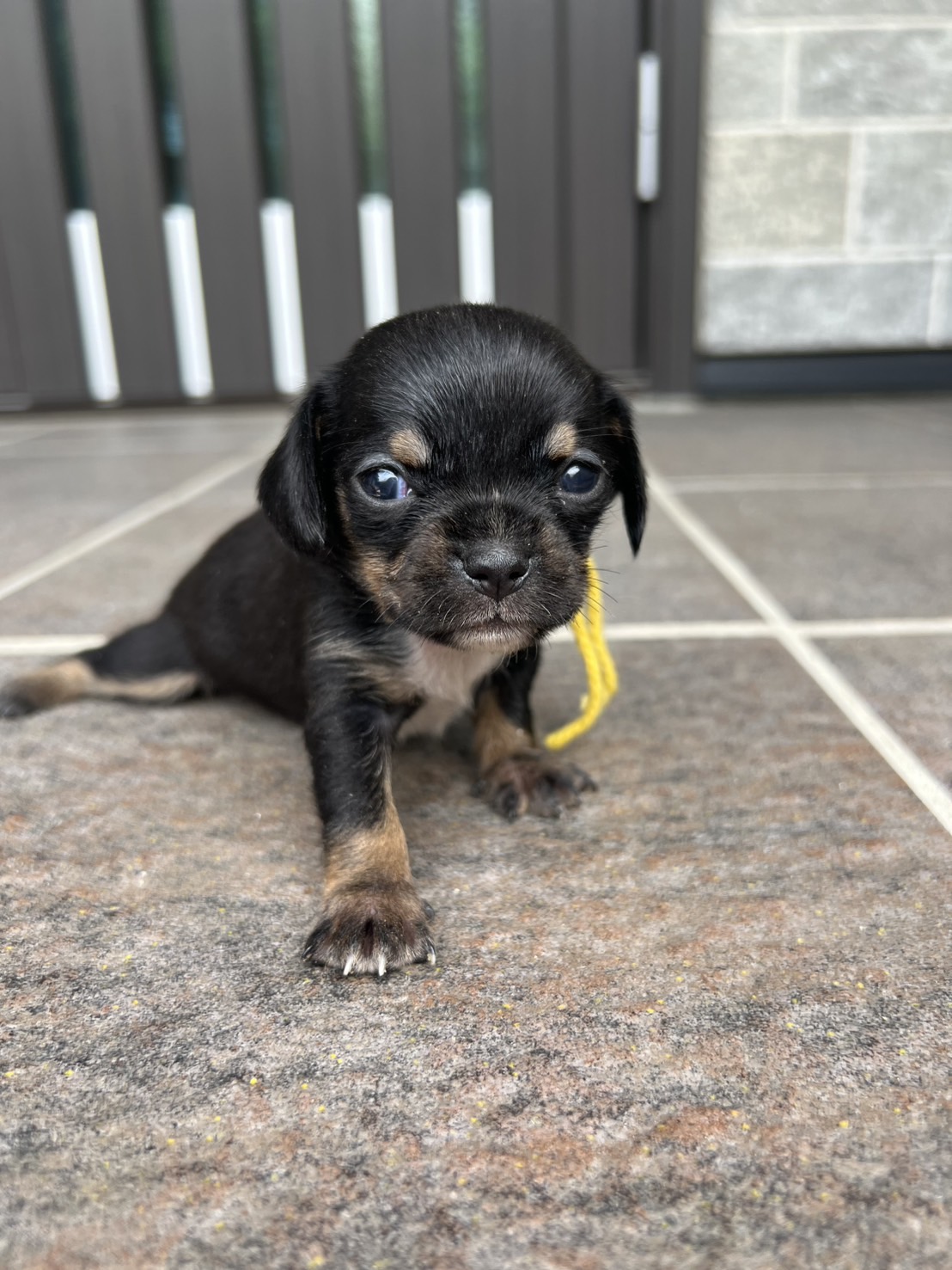 チワックス　メス　黄色リボン