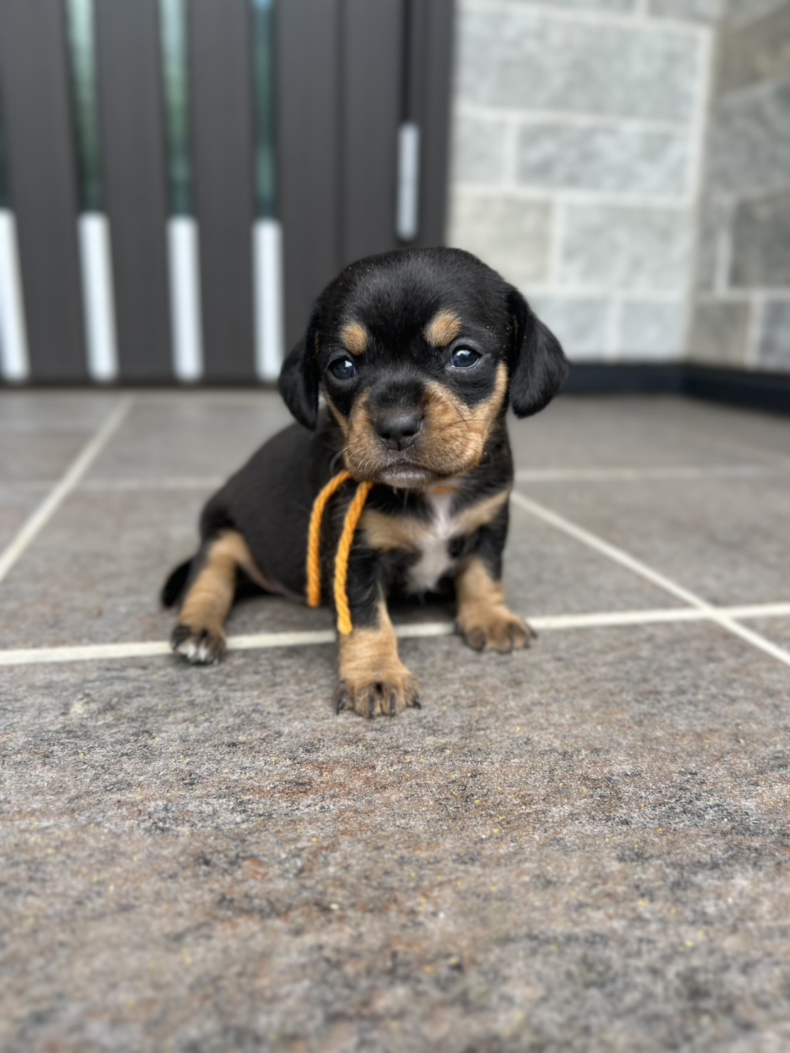 チワックス　メス　オレンジリボン