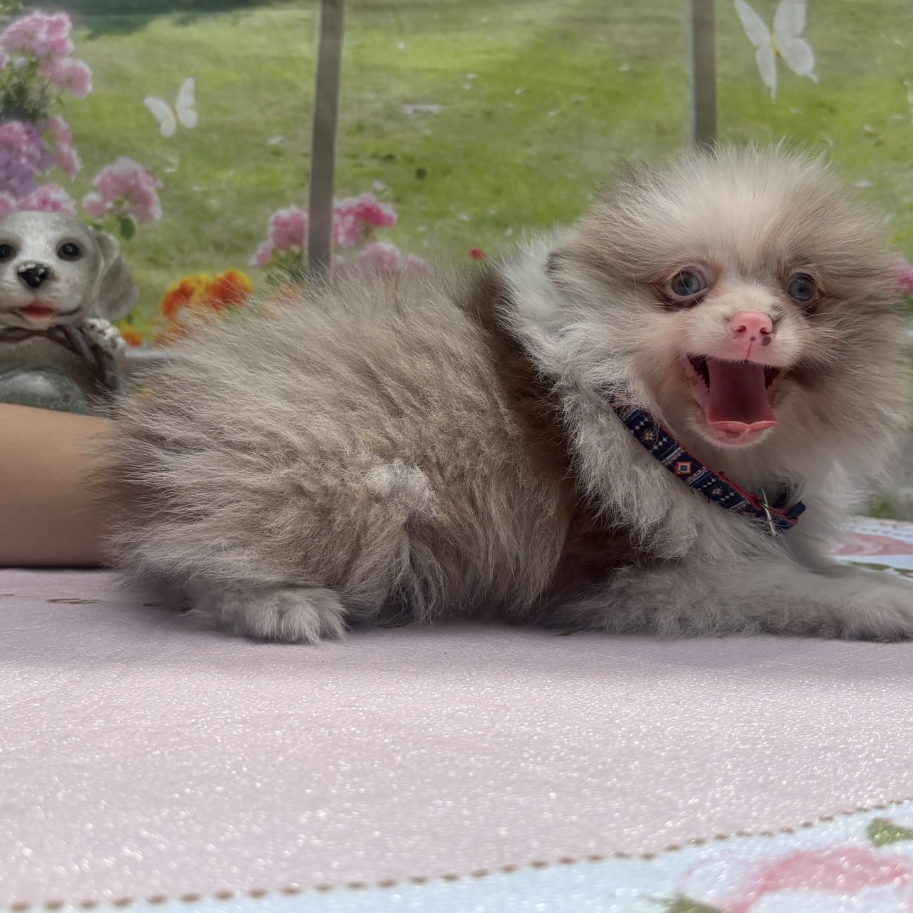 ポメラニアン　イザベラマール