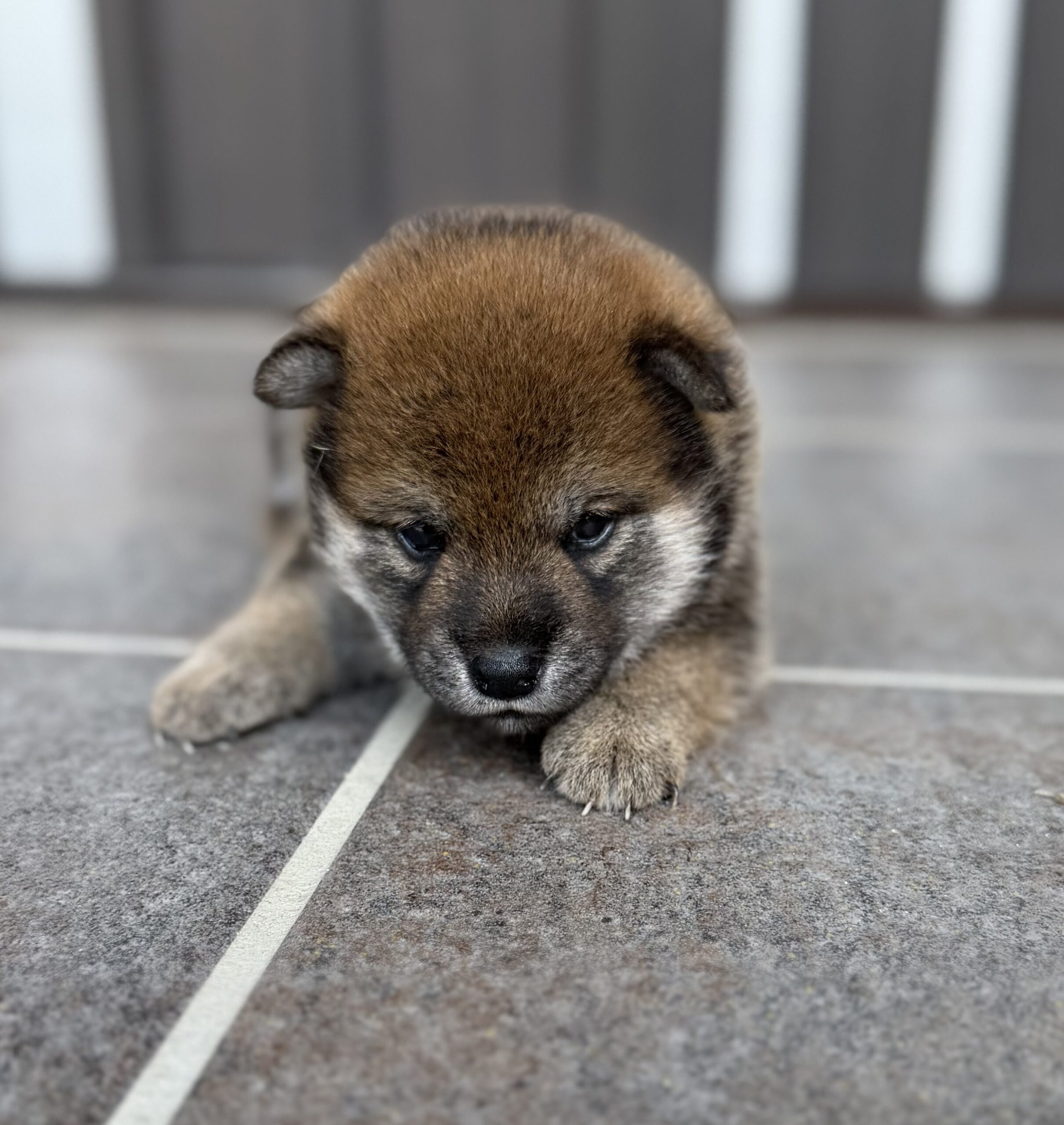 柴犬　赤　オス
