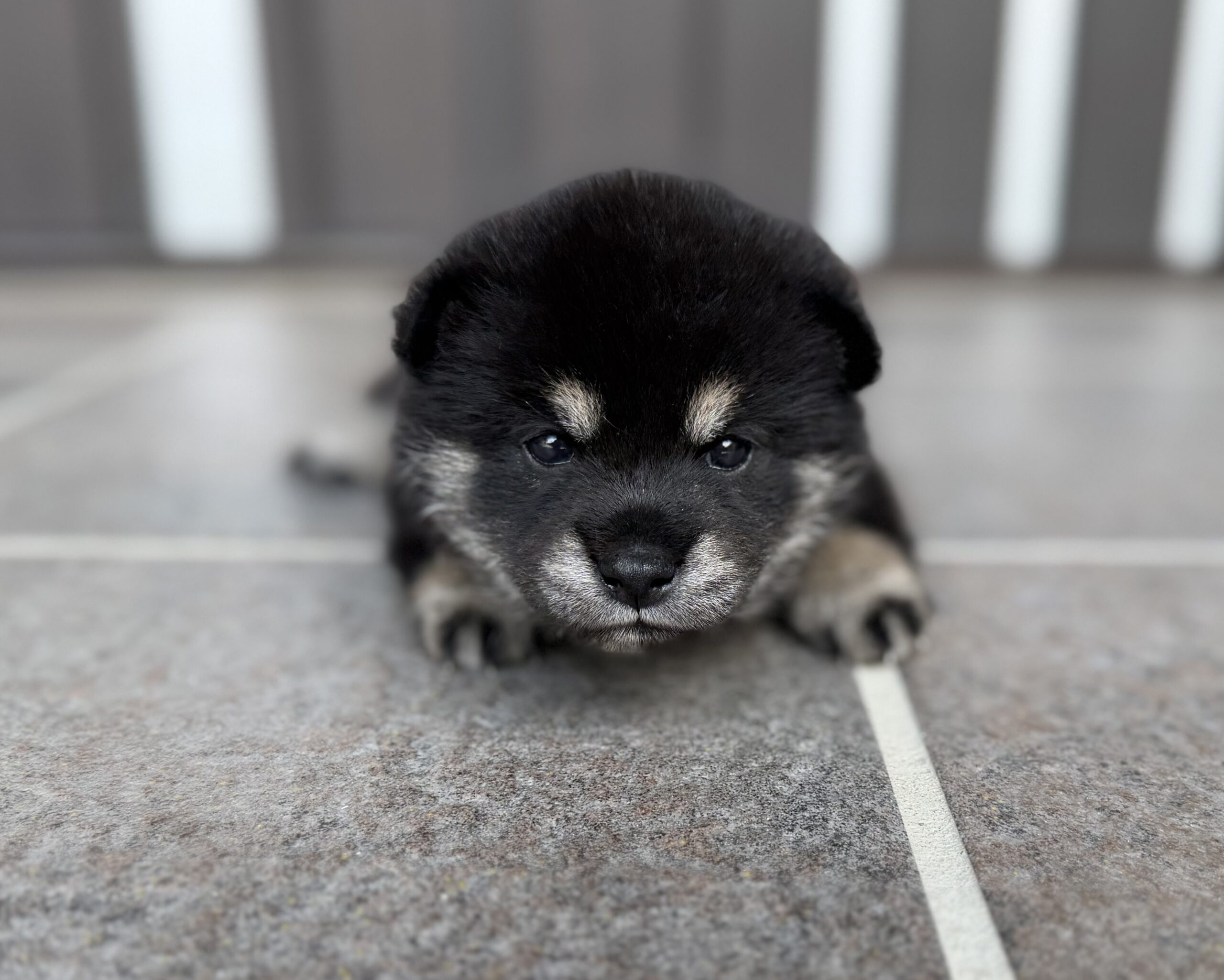 柴犬　黒　メス