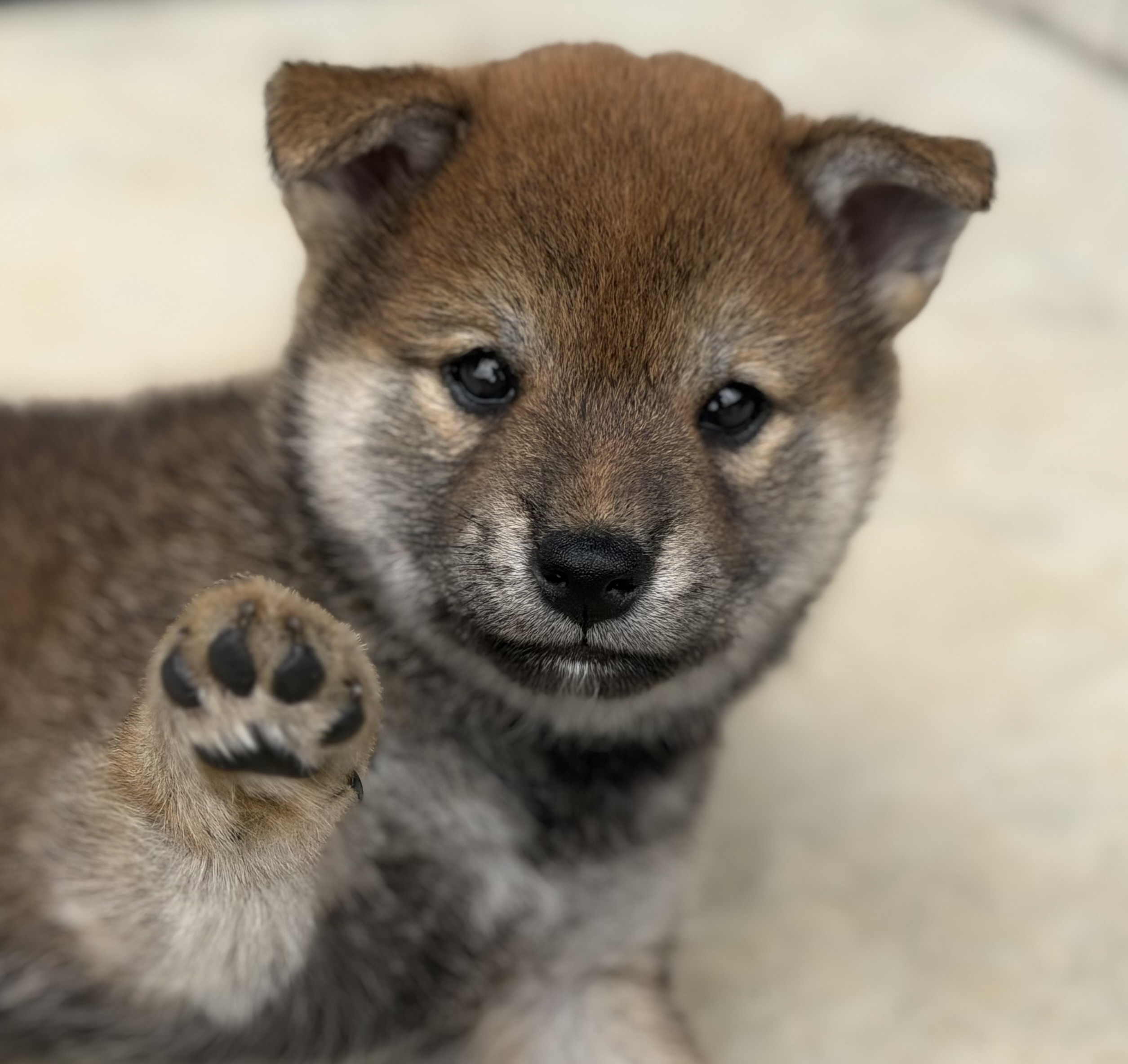 柴犬　赤　オス