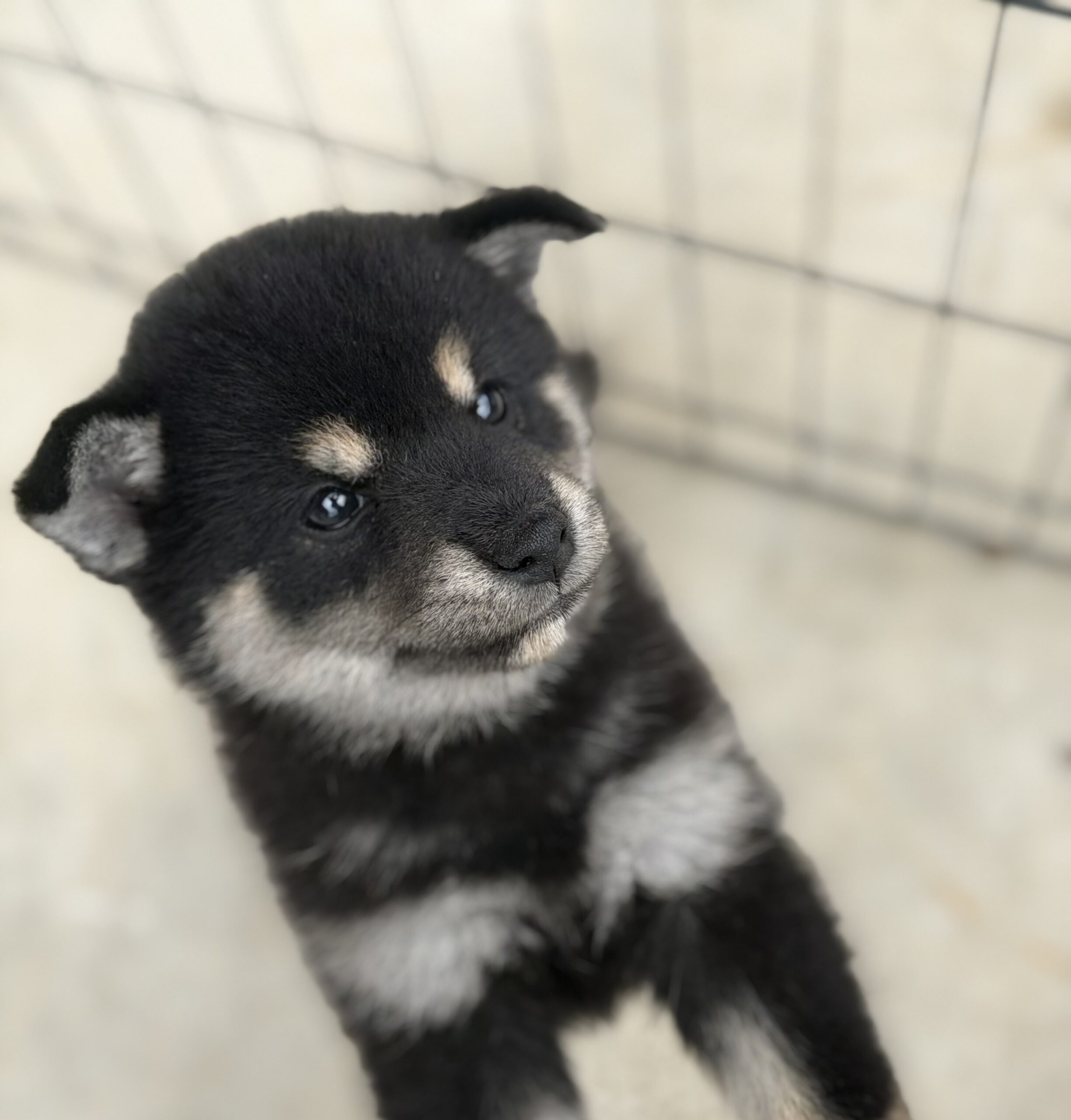 柴犬　黒　メス
