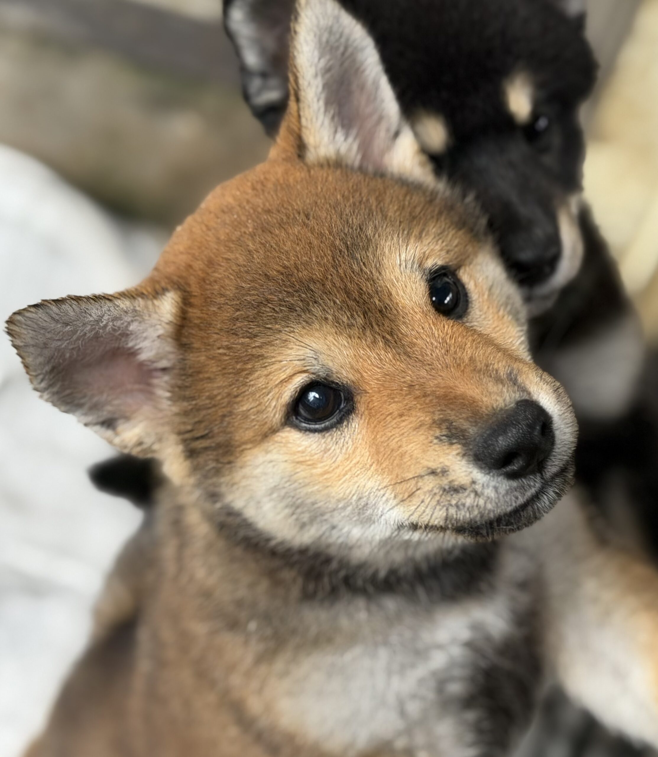 柴犬　赤　オス