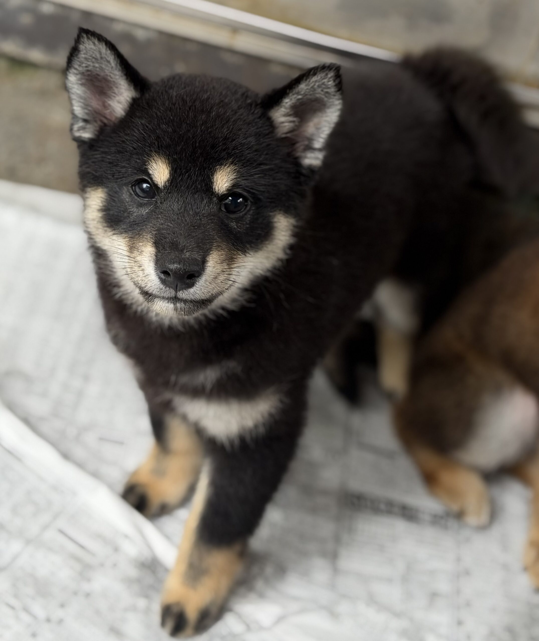 柴犬　黒　メス